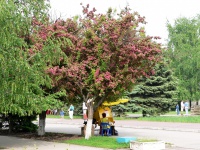  Цветущее дерево на Петровском
