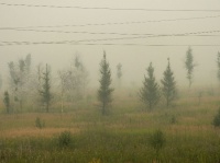 Дым от лесных пожаров в Тульской области. Берегите лес!