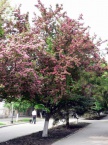  Цветущие деревья на Петровском